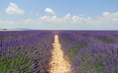 La Lavande des Alpes de Haute Provence