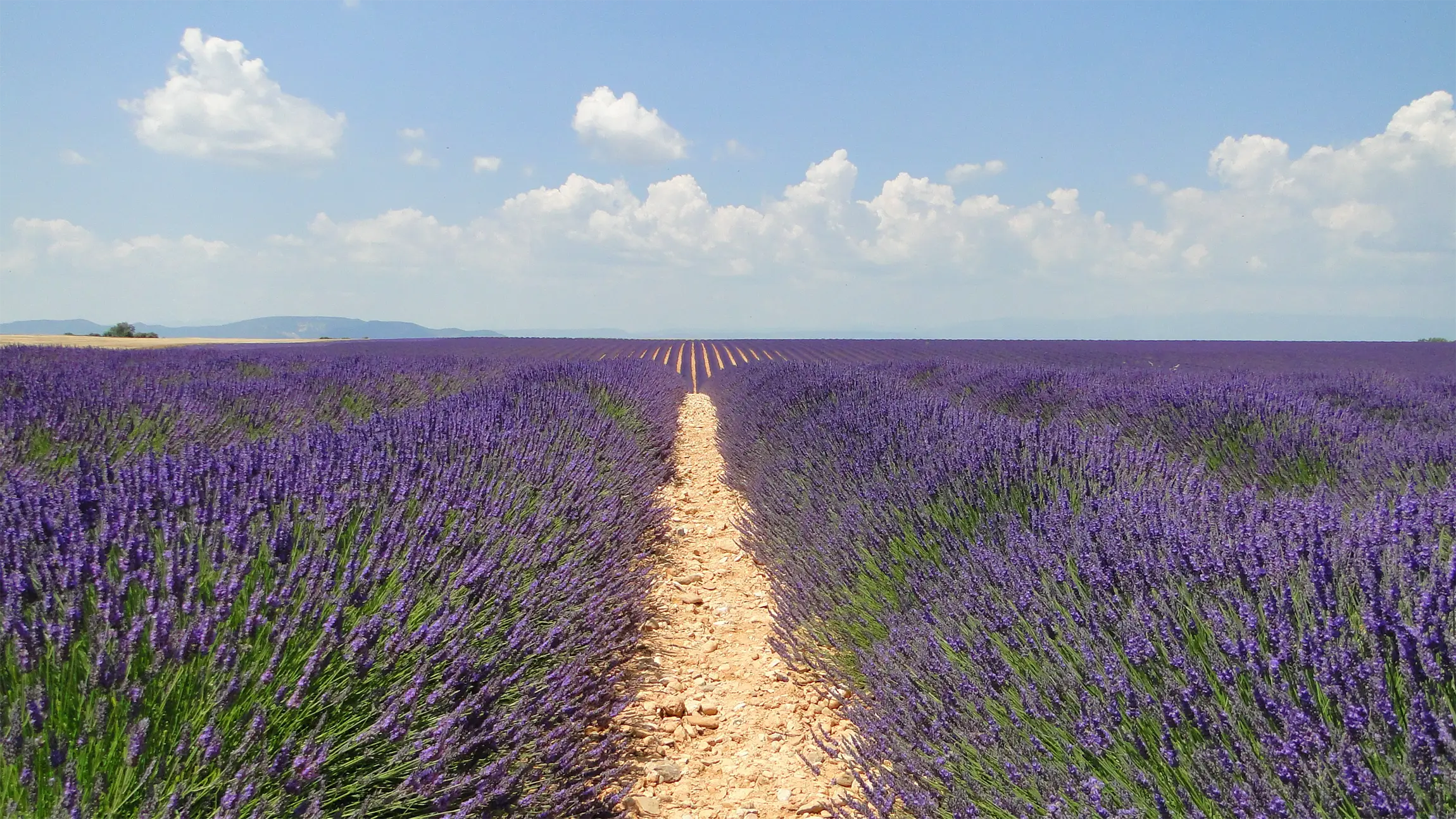 lavande Bio du Plateau de Valensole lavande Bio du Plateau de Valensole
